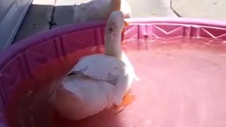 Duck kicks duck friend out of swimming pool