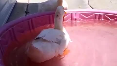 Duck kicks duck friend out of swimming pool