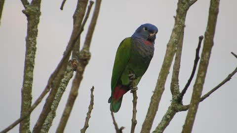 Beautiful parrot se