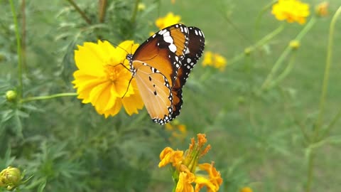 Watch a beautiful butterfly on a flower