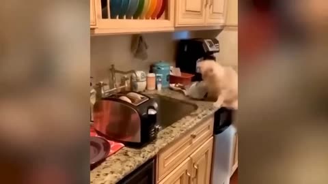 Funniest Cats And Dogs Videos 😁