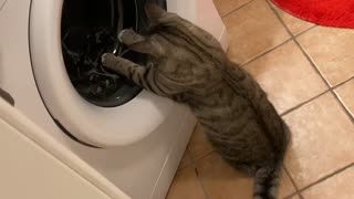 Kitty Chases Toy Mouse In Washing Machine