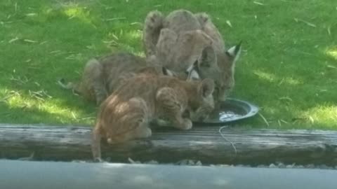 Wild Bobcat and kittens
