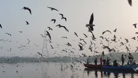 A flock of seagulls flying over a body of water, a cute and enjoyable moment with birds