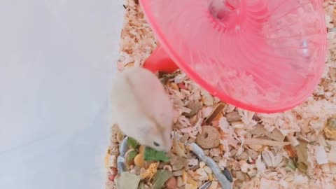 a hamster passing through an exercise balloon