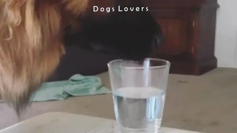 A Dog Drinks A Glass Of Water