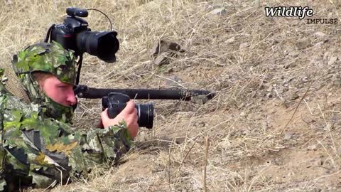 Wild Mongolia: Small wildlife of the steppe - gerbils in the wild & steppe polecat