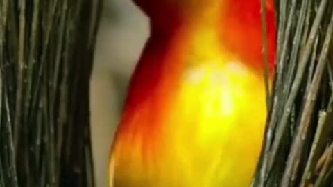 Kungfu bird