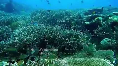 Sea Life - Nature Undisturbed - Awesome!!!!