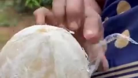 Indian experts cutting coconut