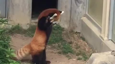Red pandas stand on their hind legs as a defense mechanism to appear larger this one is startled by a rock