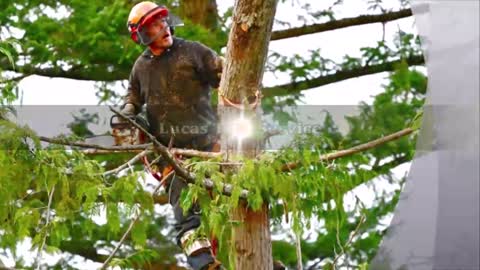 Lucas Tree Service - (760) 472-6378