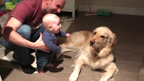 Baby boy finds Golden Retriever pretty hilarious