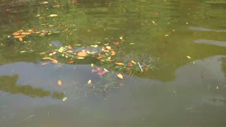 Plastic Straw in Water of Coffee Pot Bayou in St Petersburg Florida