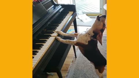 BEAGLE SINGING AND PLAYING PIANO