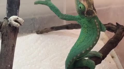 Funny Jackson Chameleon Reaches For Worm