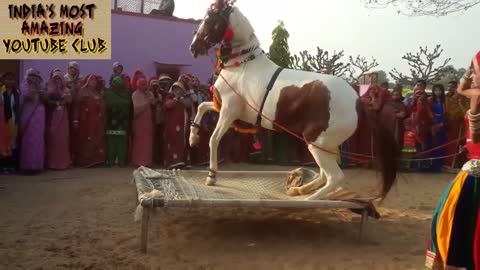 Best Amazing And Funniest Animal Dances in Indian Style