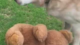 Labrador attacks Brown Bear
