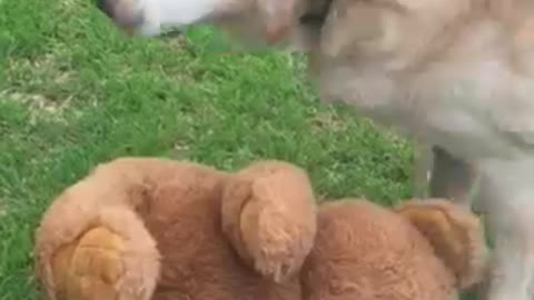 Labrador attacks Brown Bear