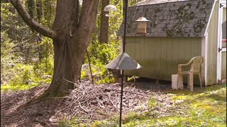 Backyard Birdfeeder