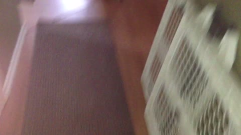 Small black cat red collar bounces around hallway