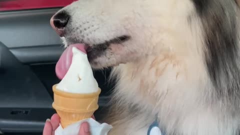 Husky enjoying ice cream in the summer
