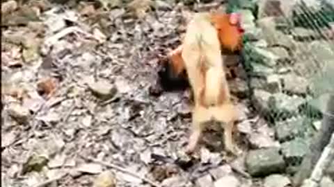 Chicken VS Dogs Fight - Funny Dogs and Fight Videos