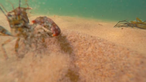 A big lobster in deffense on a sandy ocean floor bottom