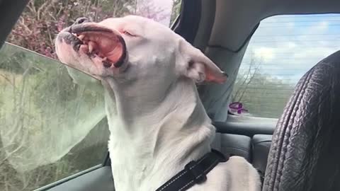 Bruce the Boxer on a Car Ride