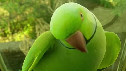 An Adorable pet parrot..🦜🦜🦜
