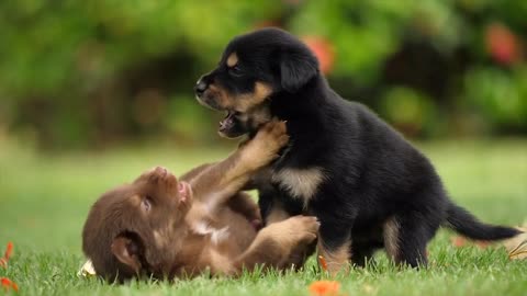 Cute Baby dogs playing in forest