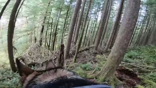 Ovejero Alemán trepa troncos cubiertos de musgo usando una GoPro