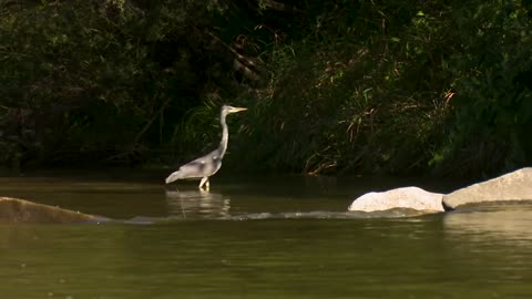 Heron Bird River Water Animals Grey Heron