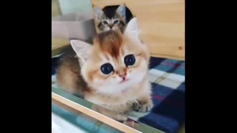 Gatos fofos - Funny and Cute Cat Videos