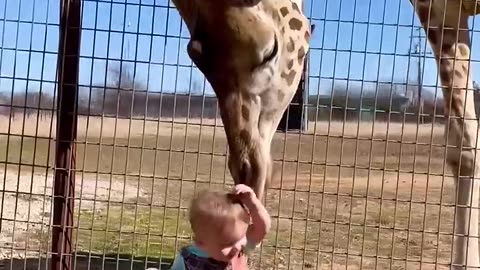 Cute Giraffe Gives Baby Smooches🤗
