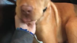 Woman puts hand on dogs face dog sticks tongue out