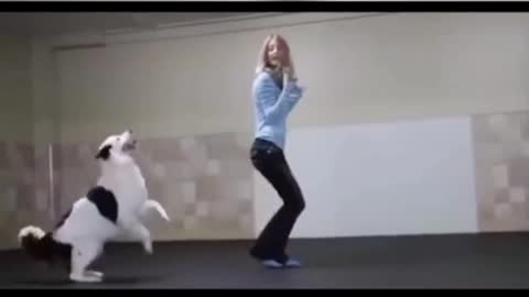 This Cute dog really got dancing moves