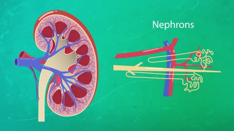 Ever wondered how kidneys work? Find out how to heal them!