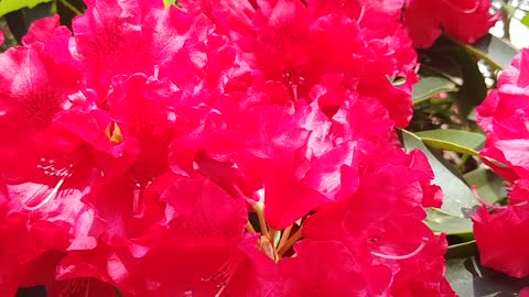 Bumble Bees Pollinating My Rhodies 🐝