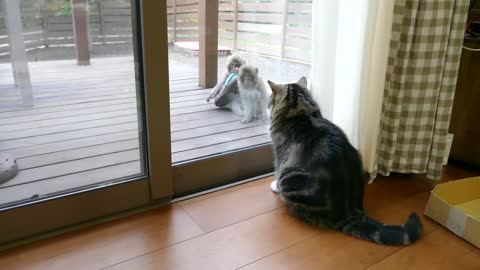 Maru the Cat Calmly Examines Monkeys As They Say Hello Then Steal a Sandal!
