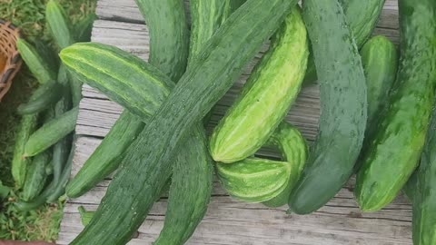 A Look at Some Japanese Long Cucumbers