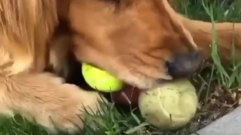 Dog eating balls