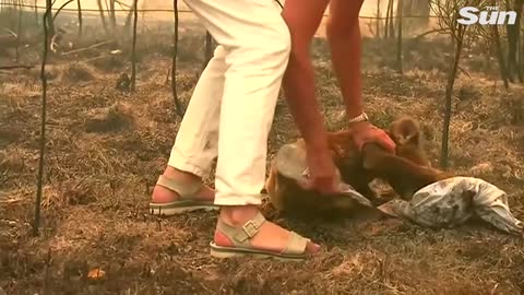 Woman saves scorched koala from Australian bushfire