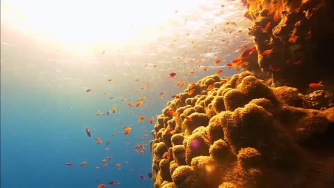 Nature Is Speaking | Ian Somerhalder is Coral Reef