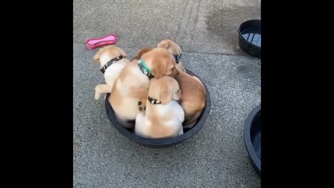 Adorable puppies try to fit in tiny