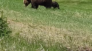 Mama bear and cub Jasper alberta