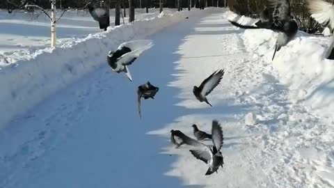 A flock of hungry pigeons.