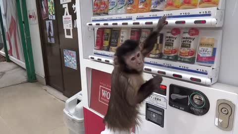 Buy a juice Husk Omal monkey