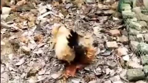 funny chicken and dog fighting
