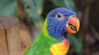 Beautiful green colored parrot